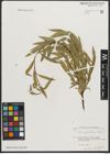 Foto von Salix pycnostachya Andersson